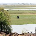 BWA NW Chobe 2016DEC04 NP 031 : 2016, 2016 - African Adventures, Africa, Botswana, Chobe National Park, Date, December, Month, Northwest, Places, Southern, Trips, Year